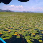Kotor: Skadar Lake National Park with Wine Tasting - A Detailed Look at What to Expect on the Tour