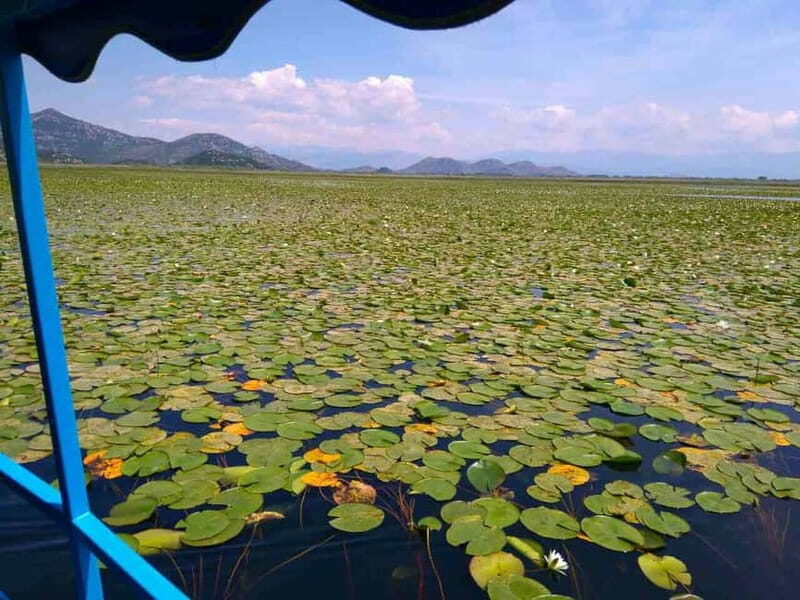 Kotor: Skadar Lake National Park with Wine Tasting - A Detailed Look at What to Expect on the Tour