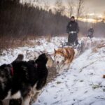 Kraków Full Dog Sled Ride - An Honest Look at the Price and Value
