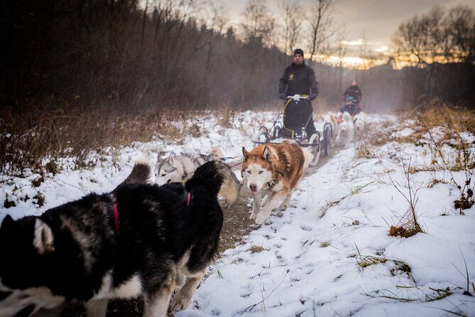 Kraków Full Dog Sled Ride - An Honest Look at the Price and Value