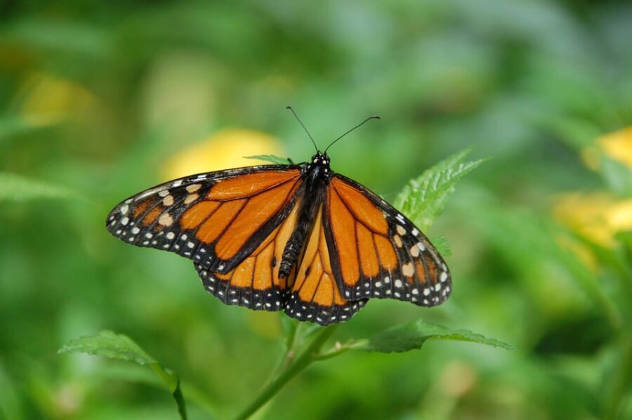 Krakow: Museum of Living Butterflies 2+1 - Who Would Love This Tour?