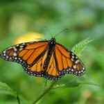 Krakow: Museum of Living Butterflies 2+2 - Is This Tour Worth It?