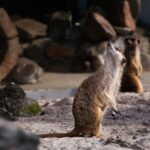 Krakow: Zoo Tour with Private Transport and Tickets - Detailed Review: A Closer Look at the Krakow Zoo Tour