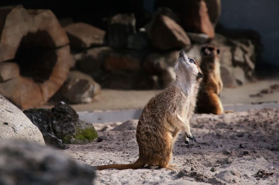 Krakow: Zoo Tour with Private Transport and Tickets - Detailed Review: A Closer Look at the Krakow Zoo Tour