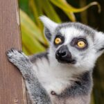 Krakow: Zoo with Hotel Transfer - FAQ
