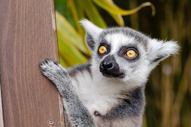 Krakow: Zoo with Hotel Transfer - FAQ
