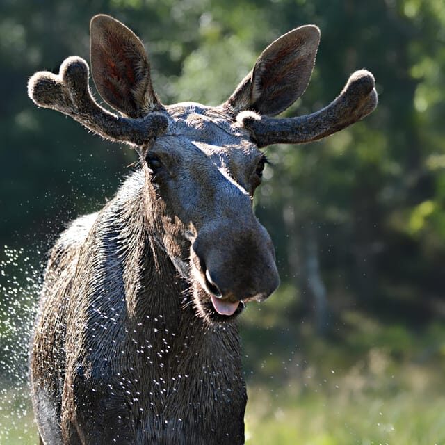 Kristiansand: Guided Bus Tour and Moose Park Experience