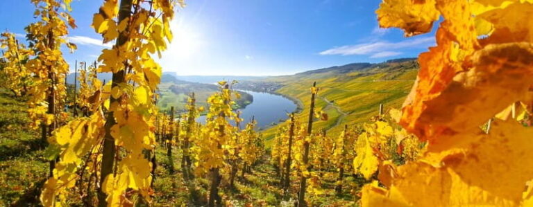 Kröv/Gut Hermes: Wine tour & tasting through the vineyard, winery, and sparkling wine production facility - FAQs