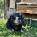 KuneKune Pig Farm Tour - Frequently Asked Questions