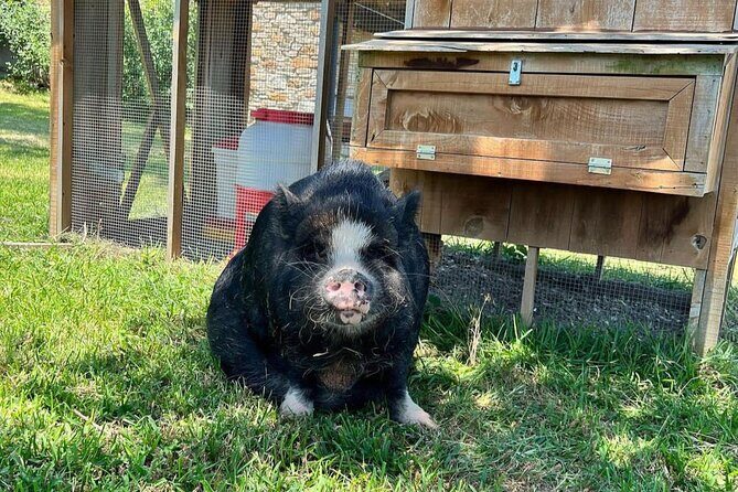 KuneKune Pig Farm Tour - Frequently Asked Questions