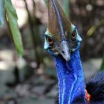 Kuranda, Cairns & Port Douglas Multi-Park Package - Practical Considerations