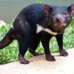 Kuranda Highlights including Rainforestation Aboriginal Culture and Wildlife R1B - What the Reviews Say