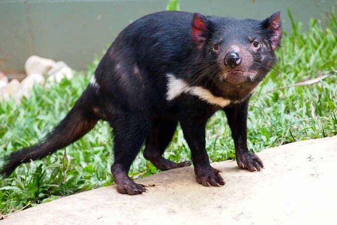 Kuranda Highlights including Rainforestation Aboriginal Culture and Wildlife R1B - What the Reviews Say