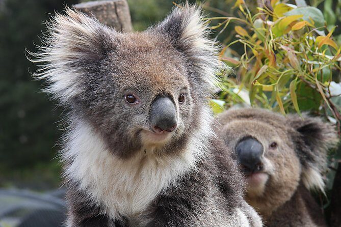 Kuranda Koala Gardens and Birdworld Admission Tickets - Practical Details and Tips