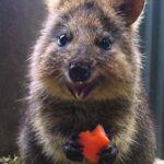 Kuranda Koala Gardens General Entry Ticket - Who Should Visit?