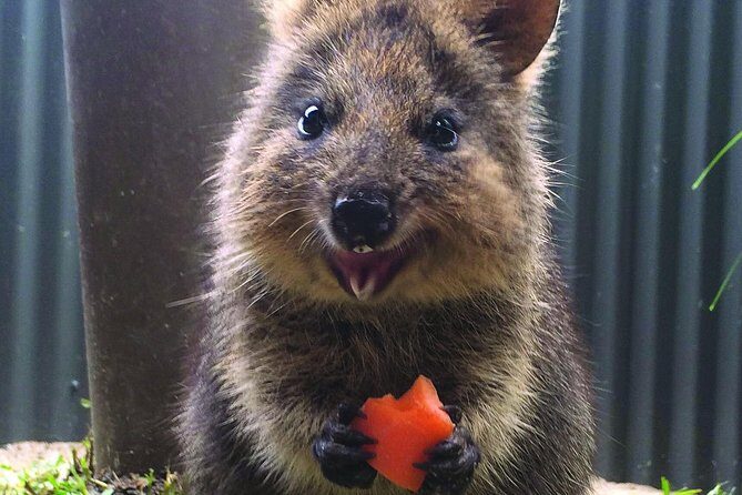 Kuranda Koala Gardens General Entry Ticket - Who Should Visit?