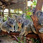 Kuranda: Rainforestation Nature Park - Who Would Love This Tour?