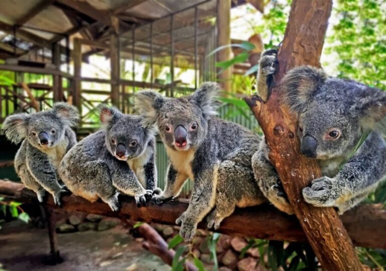 Kuranda: Rainforestation Nature Park - Who Would Love This Tour?