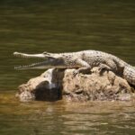 Kuranda Riverboat Sightseeing Cruise - Practical Tips and Considerations