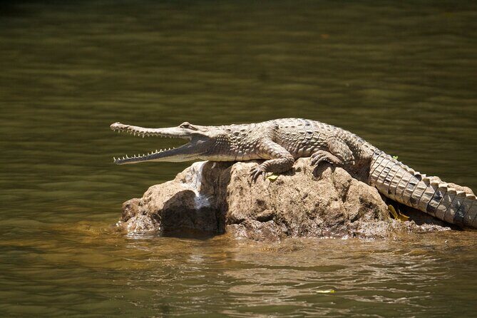 Kuranda Riverboat Sightseeing Cruise - Practical Tips and Considerations