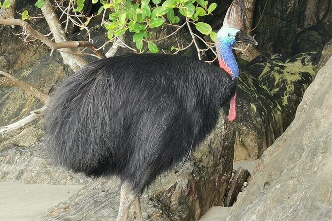 Kuranda Tour Express Adventure - Practical Details That Matter
