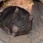 Kuranda Wildlife Experience: Koalas, Birds & Butterflies - Who Should Consider This Tour?