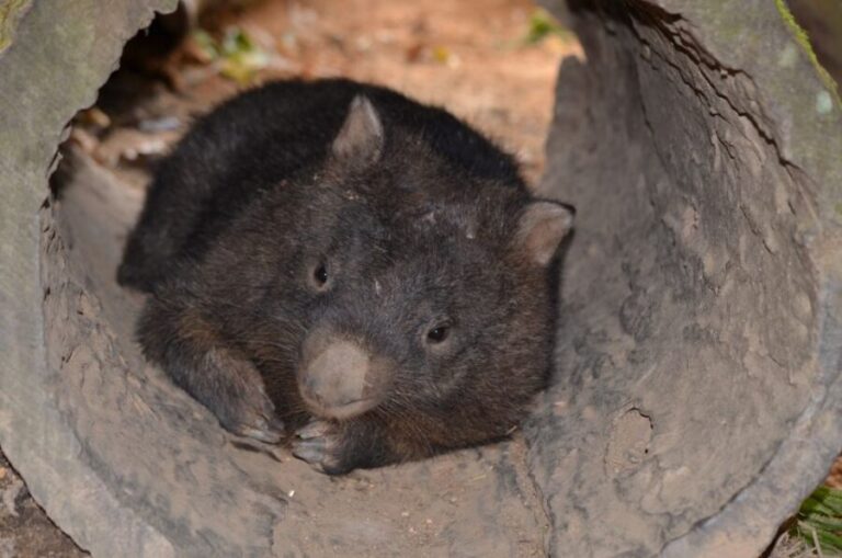 Kuranda Wildlife Experience: Koalas, Birds & Butterflies - Who Should Consider This Tour?