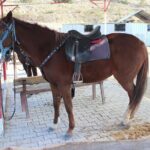Kusadasi Horse Riding Beach and Forest options with Transfer - The Itinerary in Detail