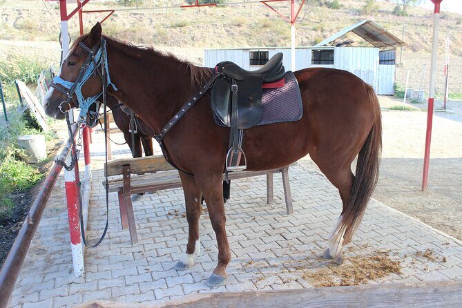 Kusadasi Horse Riding Beach and Forest options with Transfer - The Itinerary in Detail