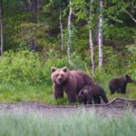 Kuusamo: Bear Watching Overnight Tour - Who Should Consider This Tour?