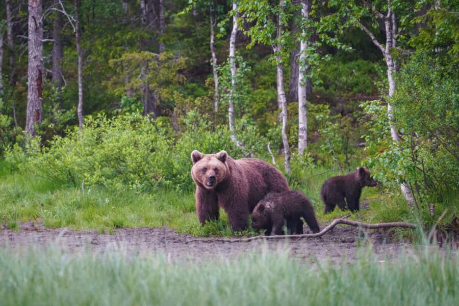 Kuusamo: Bear Watching Overnight Tour