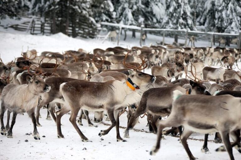 Kuusamo: Morning Feeding of Hundreds of Reindeer - Why This Tour Is Worth Considering