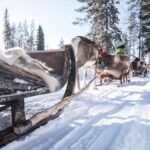 Kuusamo: Reindeer Sleigh Ride and Farm Visit - Who Will Love This Tour