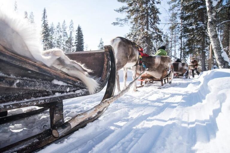 Kuusamo: Reindeer Sleigh Ride and Farm Visit - Who Will Love This Tour