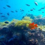 La Jolla: Full-Day Snorkel Gear Rental with Wetsuit Option - The Rental Process and Equipment