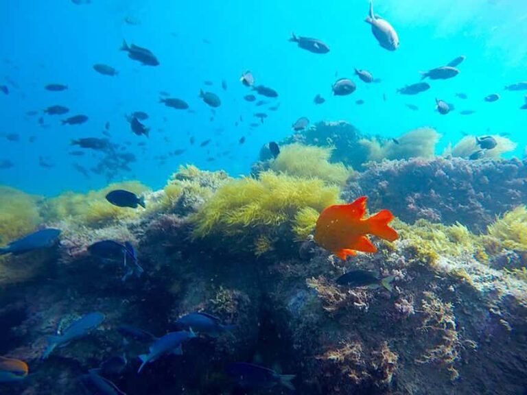 La Jolla: Full-Day Snorkel Gear Rental with Wetsuit Option - The Rental Process and Equipment