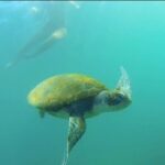 La Jolla Kayak and Snorkel Tour - The Value of the La Jolla Kayak and Snorkel Tour