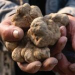 La Morra Truffle Hunting Tour Experience - FAQ