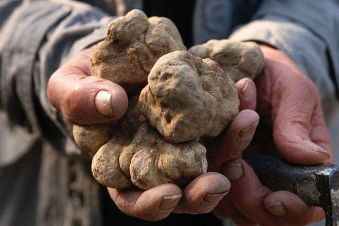 La Morra Truffle Hunting Tour Experience - FAQ