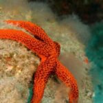 La Palma: Atlantic Snorkeling Tour with Full Gear Rental - Final Thoughts