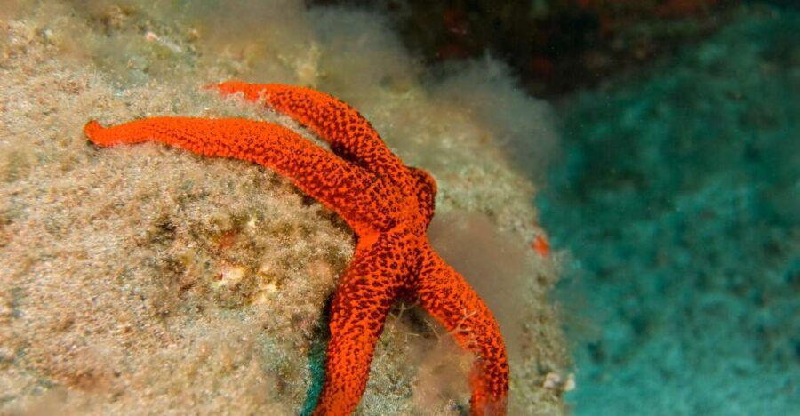 La Palma: Atlantic Snorkeling Tour with Full Gear Rental - Final Thoughts