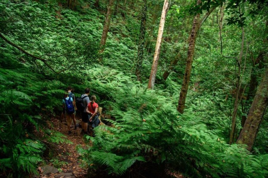 La Palma: Guided Trekking Tour To Cubo de la Galga - Why This Tour Offers Great Value
