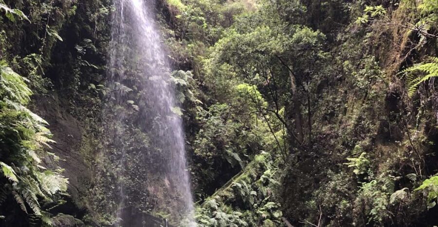 La Palma: North Island Bus Tour with Ron Aldea Distillery - The Experience: What Makes It Stand Out