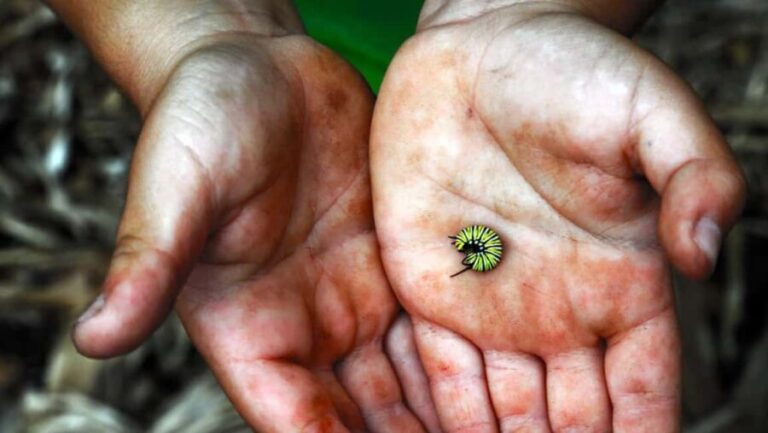 La Palma: PlatanoLógico Edible Forest Tour - Frequently Asked Questions