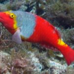 La Palma: SSI Try Scuba Program - Who This Tour Is Best For