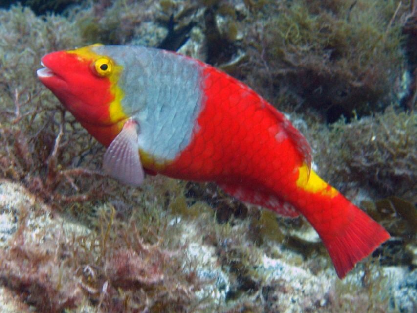 La Palma: SSI Try Scuba Program - Who This Tour Is Best For