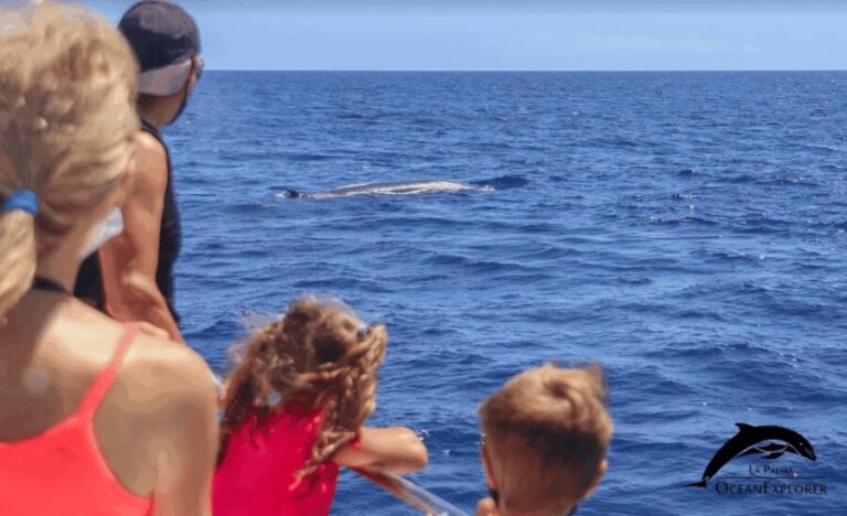 La Palma: Whale Watching Experience and Coastal Highlights - Practical Tips for Choosing the Tour