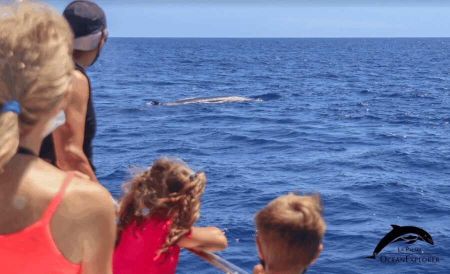 La Palma: Whale Watching Experience and Coastal Highlights - Practical Tips for Choosing the Tour
