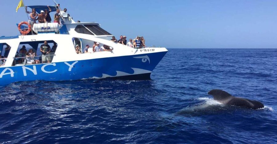 La Palma: Wildlife Viewing and Cumbre Vieja Boat Tour - Who Should Consider This Tour?