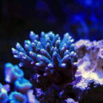La Paz: Coral Farm Snorkel Tour - Final Thoughts